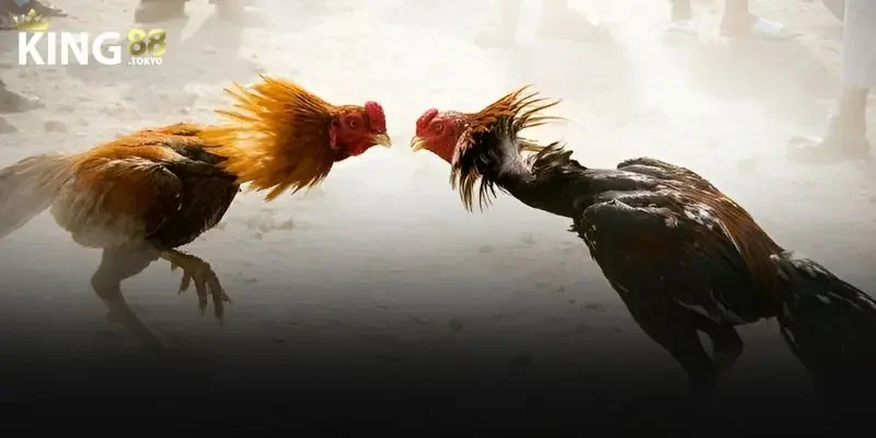 Cách tham gia đá gà trực tuyến nhanh chóng