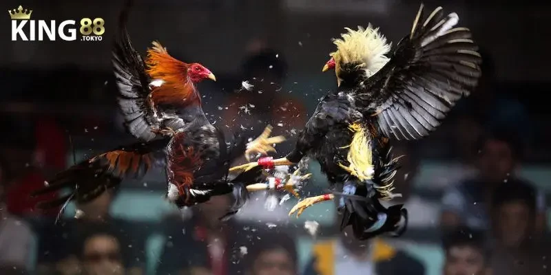 Cập nhật đa dạng trận đấu với chiến kê hàng tuyển