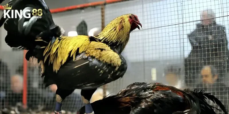 Đấu trường hợp pháp, chuyên nghiệp