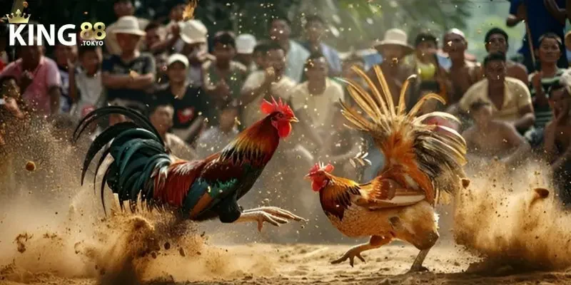 Giới thiệu sơ lược đá gà thomo