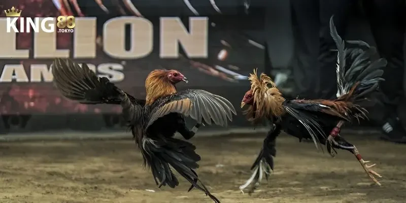 Giới thiệu đôi nét sân chơi đá gà trực tuyến King88