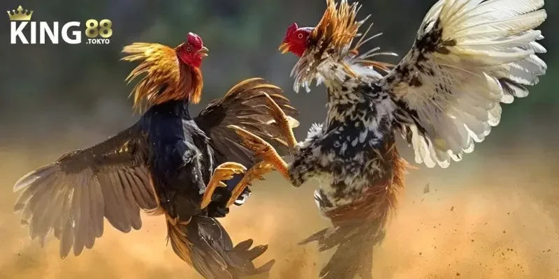 Xem đá gà trực tiếp Khám phá xem đá gà trực tiếp