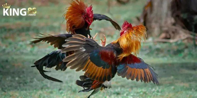 Kinh nghiệm cược đá gà từ cao thủ lành nghề