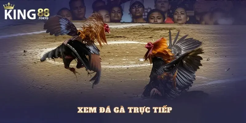 Xem đá gà trực tiếp